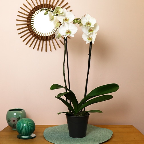 Orchidée orange et son cache-pot blanc - plante d'intérieur fleurie