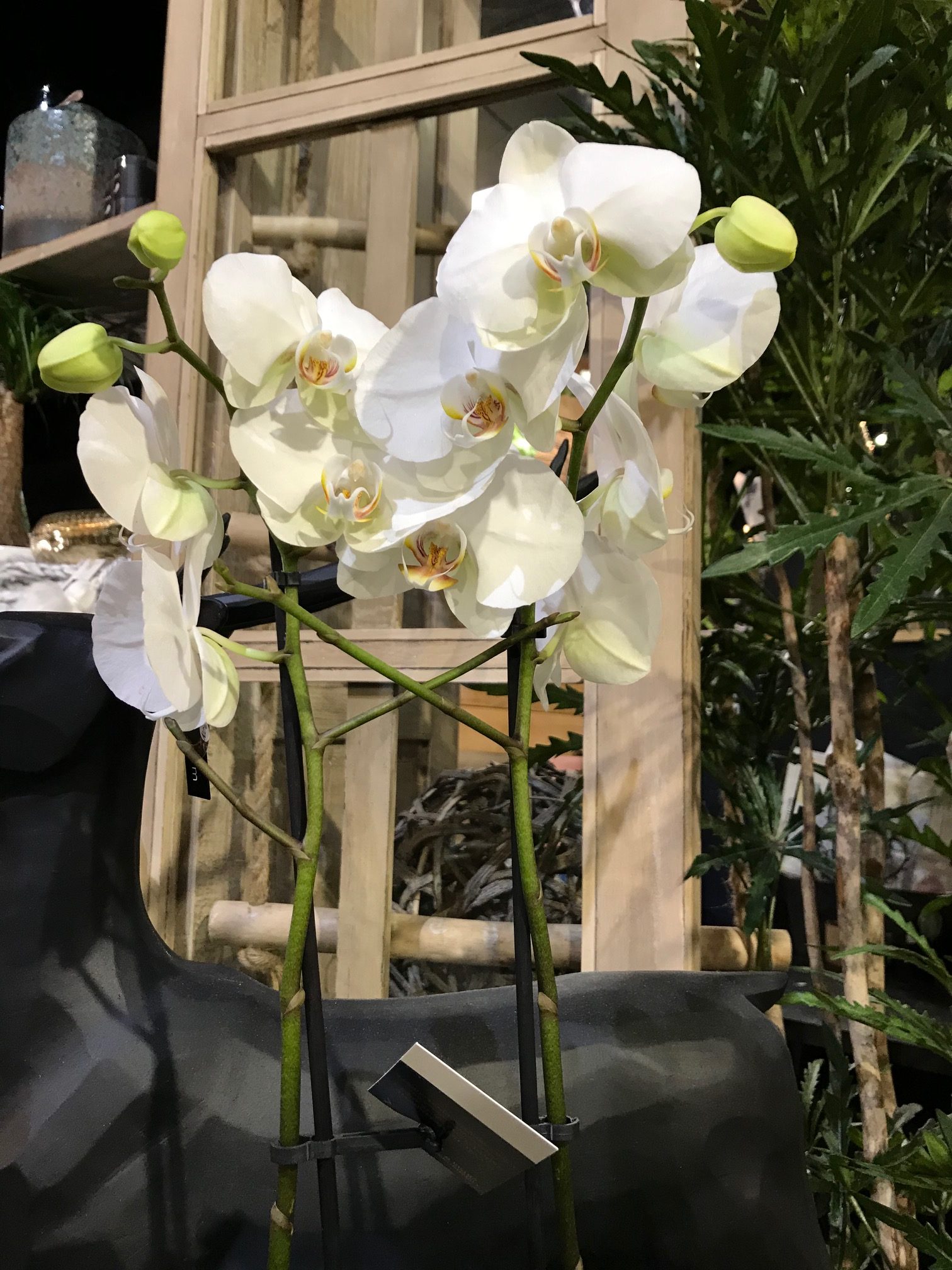 Orchidée blanche et son cache-pot