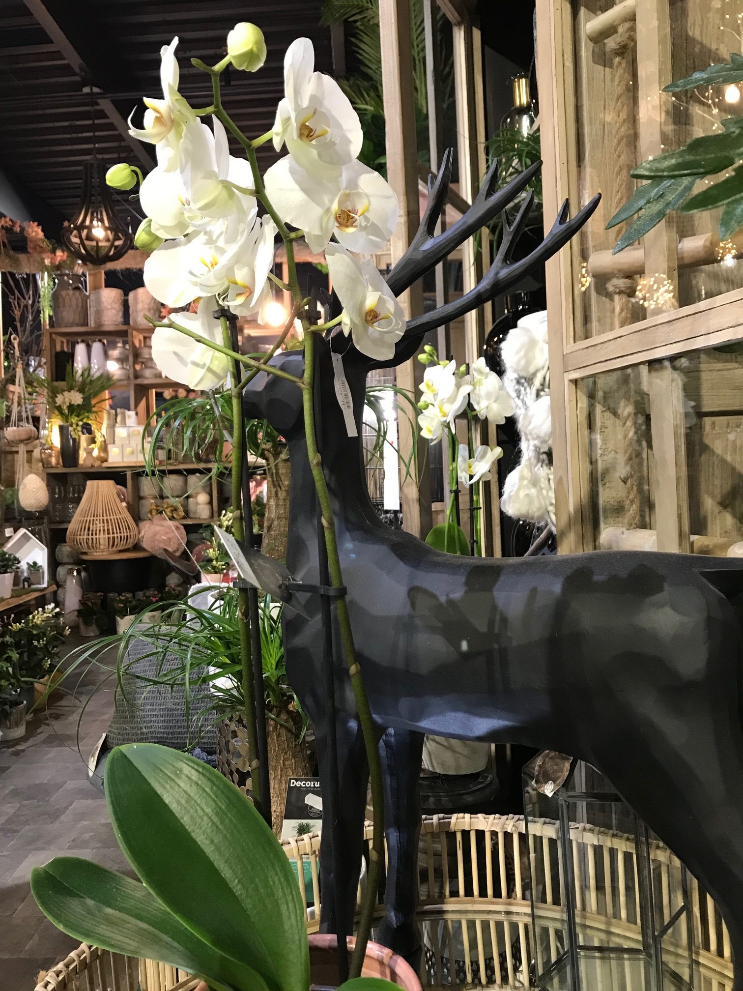 Plante d'intérieur - orchidée blanche et son cache-pot blanc - plante d' intérieur fleurie 45cm